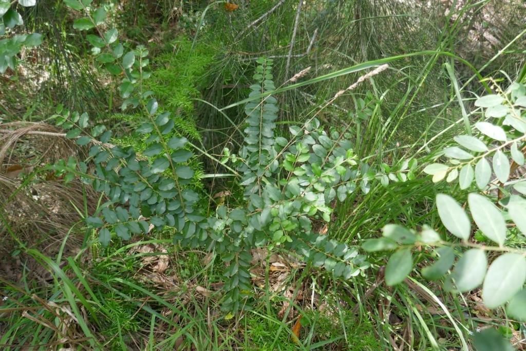 Ligustrum sinense.JPG