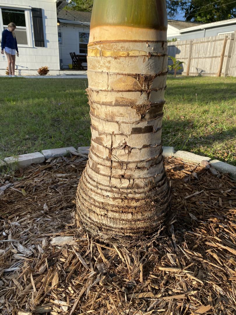 Spindle Palm Trunk Splitting / Softening DISCUSSING PALM TREES WORLDWIDE PalmTalk