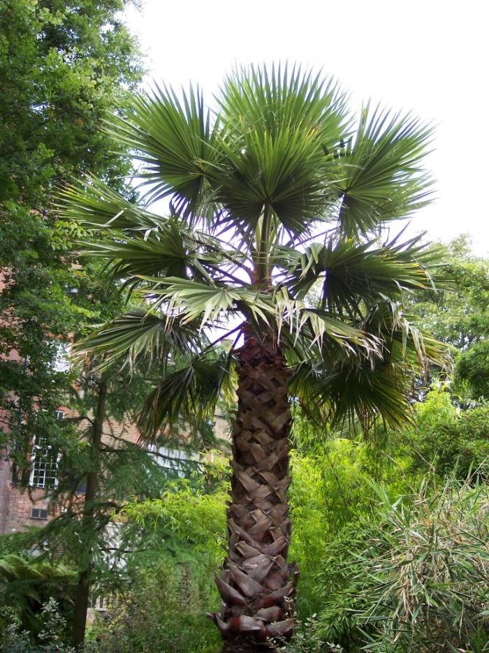 Washingtonia_1.jpg.542fc5295c721d1cd75e14d6132c9119.jpg