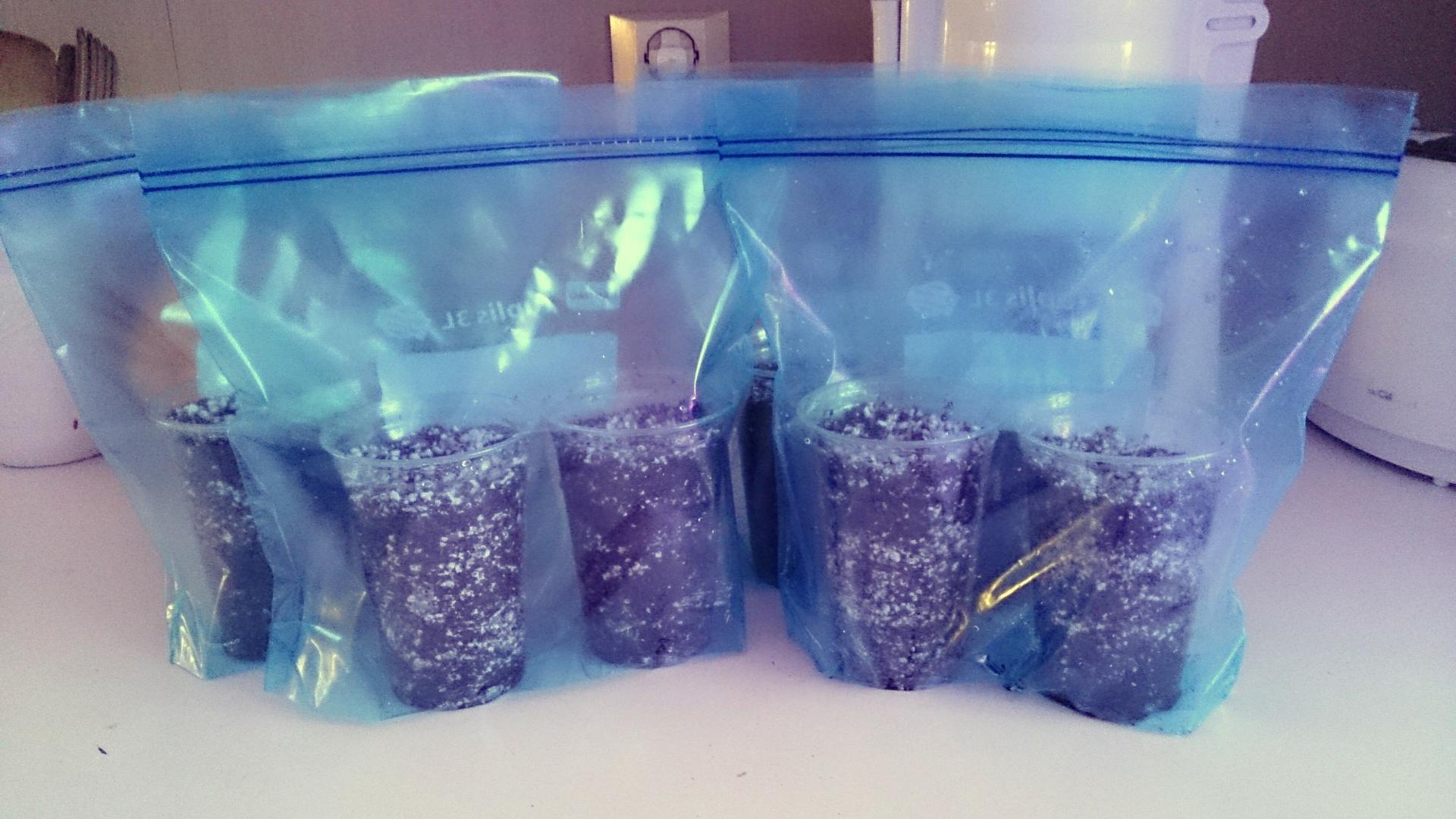 Indoor seed germination question