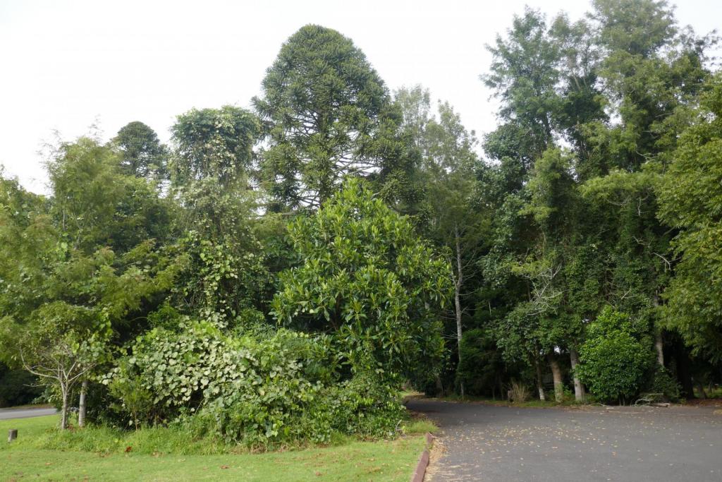 bunya4.jpg