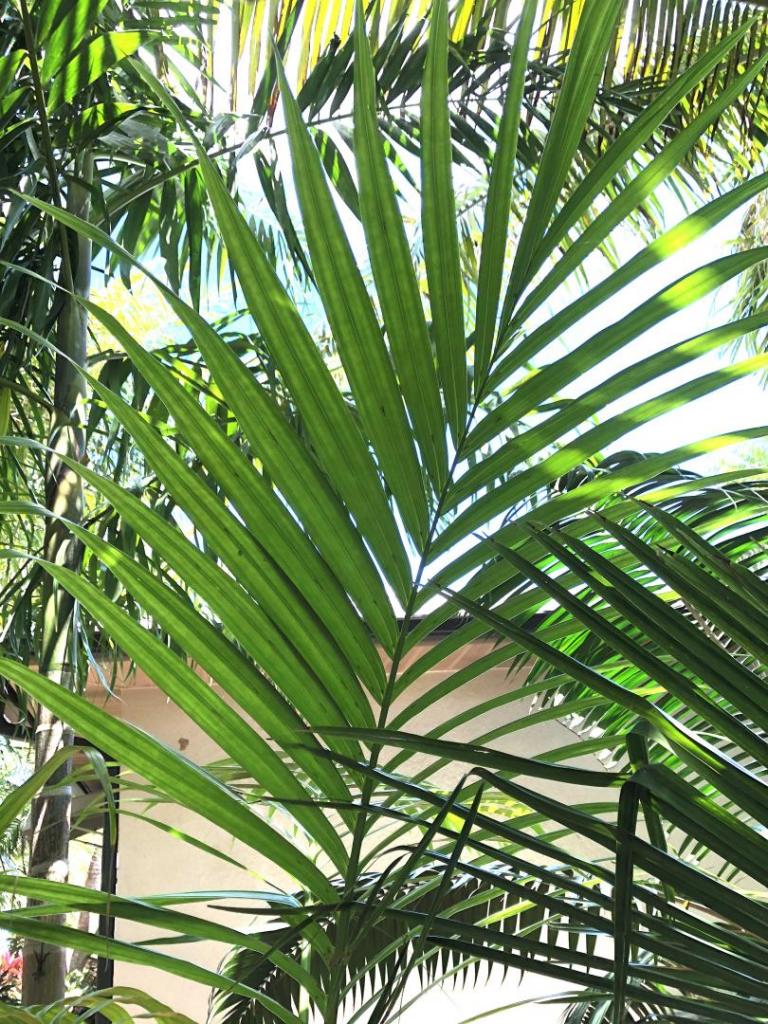 1094251627_Clinostigmasavoryanum04-06-21.thumb.JPG.65ce3ad554b22484123442df0c0919a4.JPG
