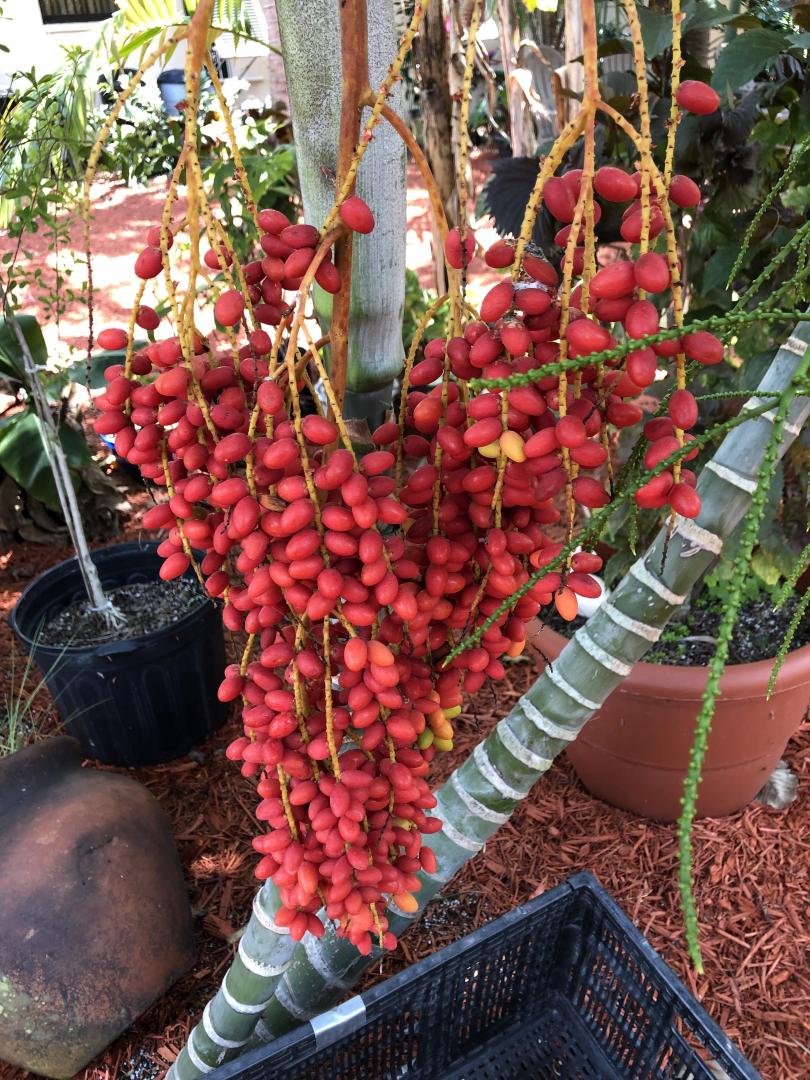 Dypsis lanceolata Seeds for Sale
