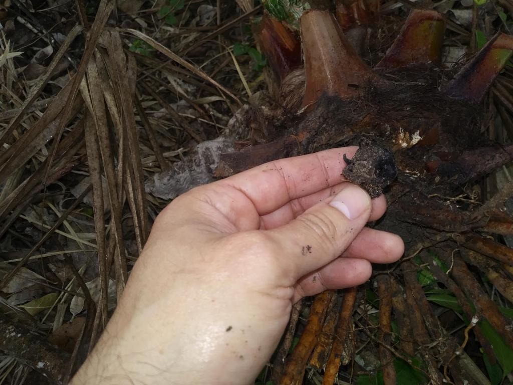 20210427_081228.thumb.jpg.33e459f5cae0276f33767a7ef5ebbc6c.jpg