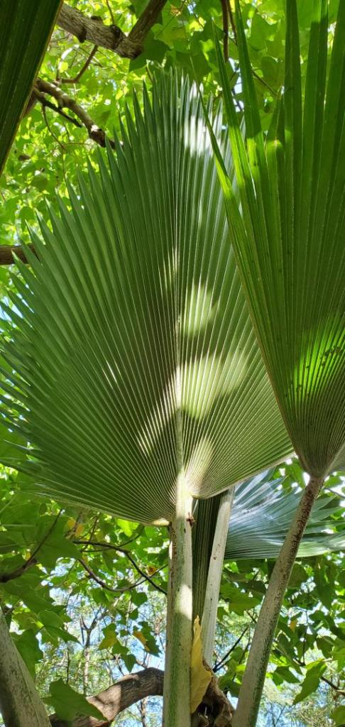 Pritchardia marti20210428_090223.jpg