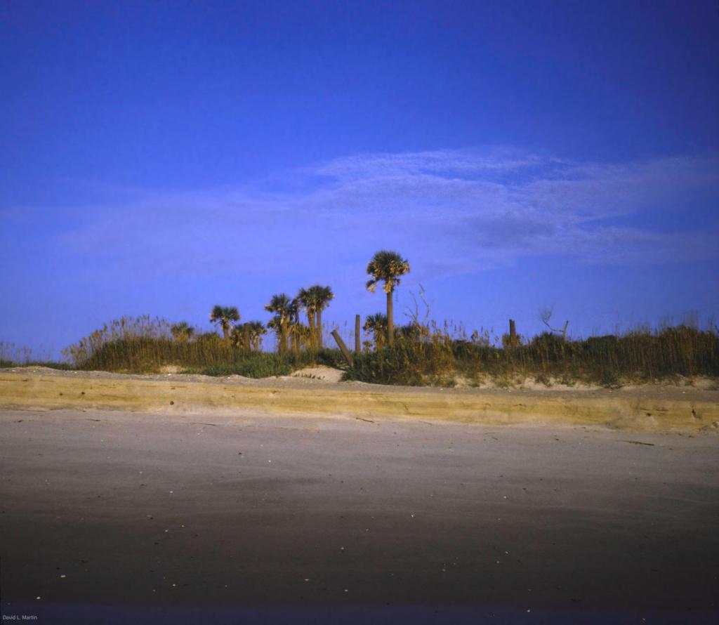 Sabal palmetto at beach, Bald Head NC downsized.jpg