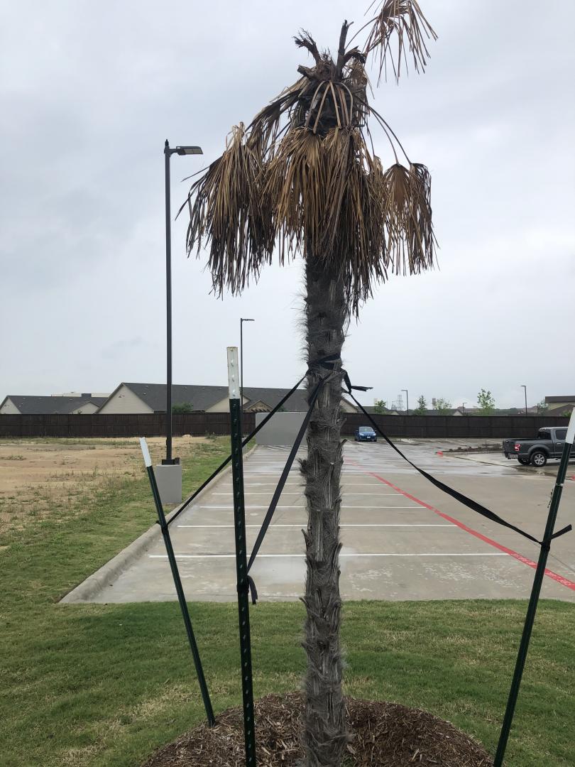 Trachycarpus After -2*F Waco, Texas - COLD HARDY PALMS - PalmTalk