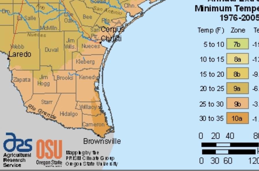 Texas Palms And Companion Plants For Zone 9b 10a COLD HARDY PALMS 