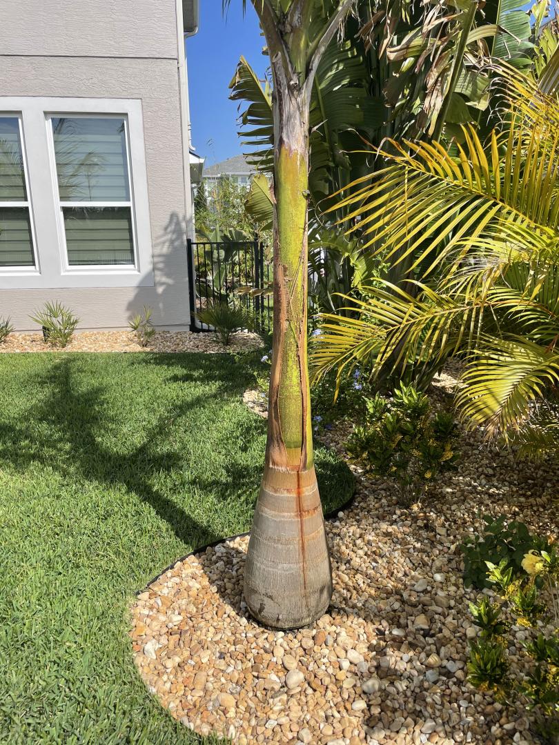 Royal Palm Bleeding DISCUSSING PALM TREES WORLDWIDE PalmTalk