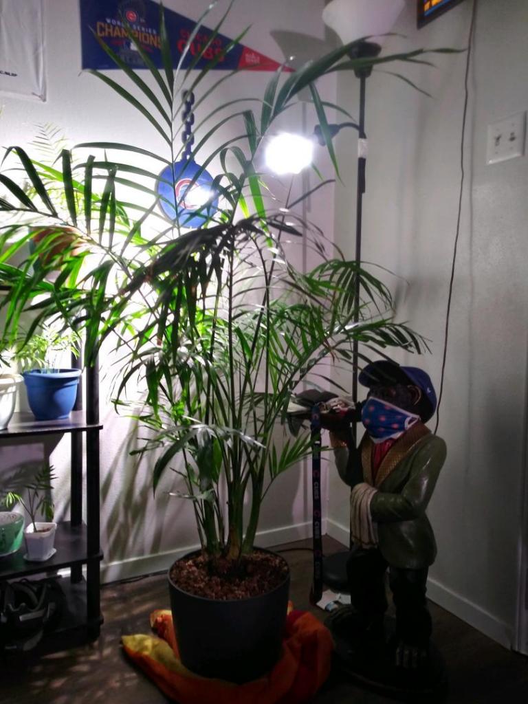Whats going on with my cat palms? PALMS IN POTS PalmTalk