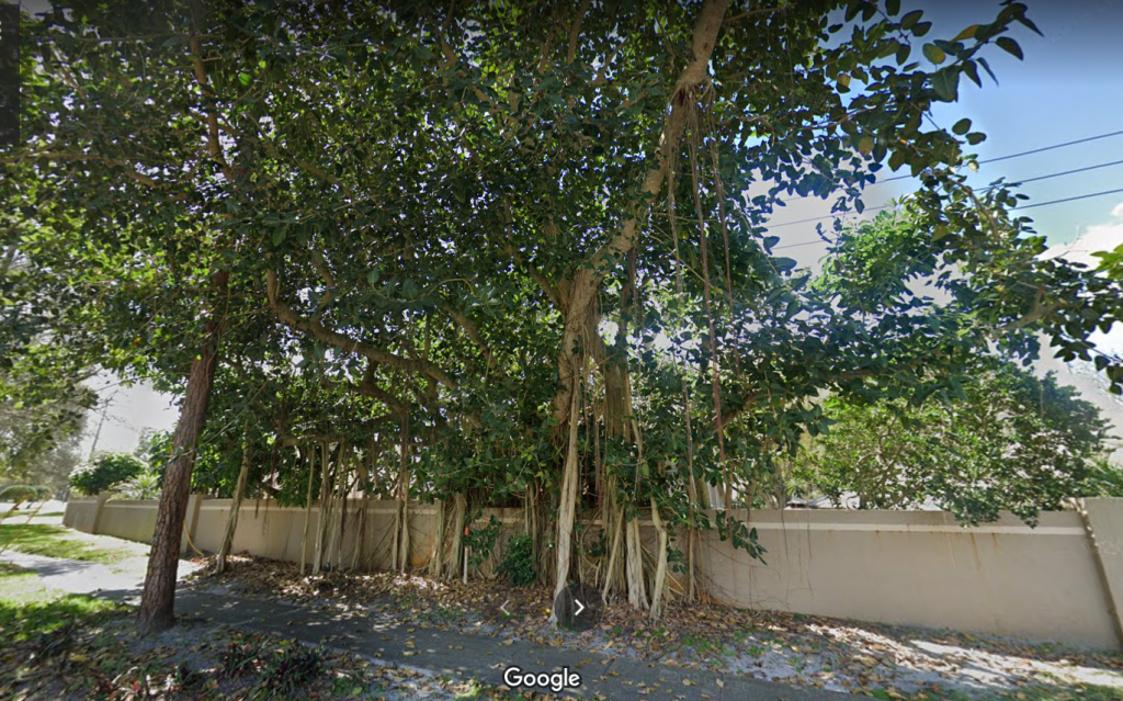 ficus.thumb.png.07a938e9da2618ab7c8e03db80737363.png