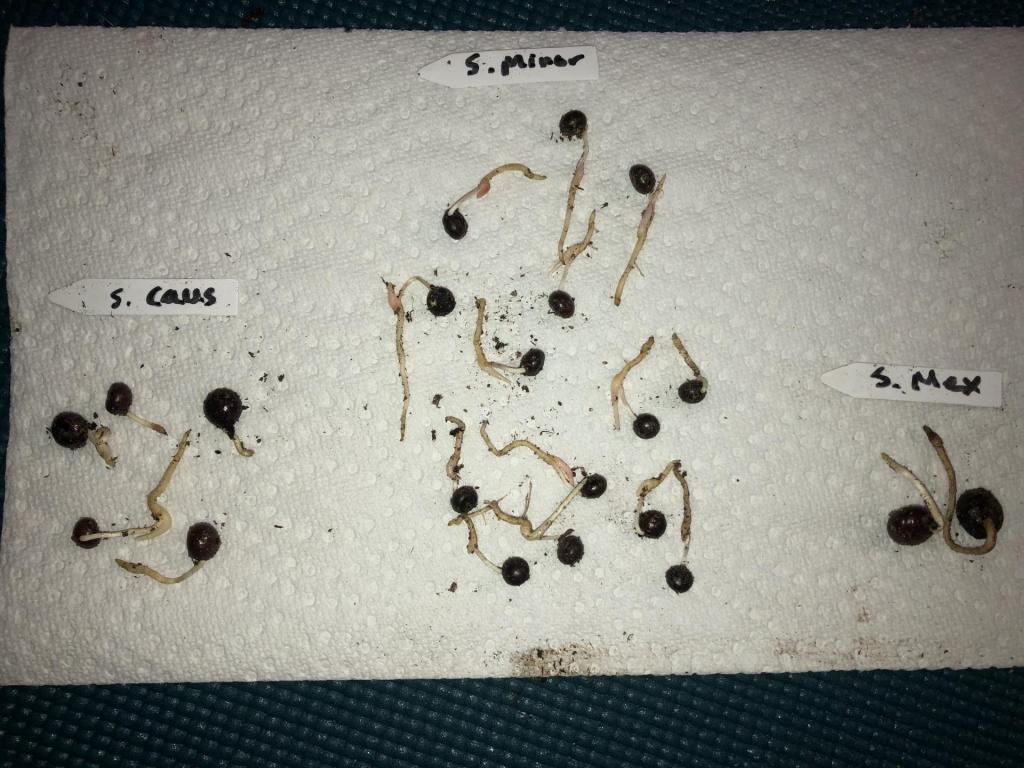 palmseeds.thumb.jpg.5d9fbd893d9a1267f2efd45275e94794.jpg