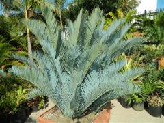 Encephalartos lehmannii cluster 24 box 15, 8, 5 inch plus 2 pups DH (3) (Custom) (2).jpeg.jpg