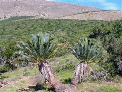 Encephalartos lehmannii, Kaboega 29April12 016 (Custom).jpg