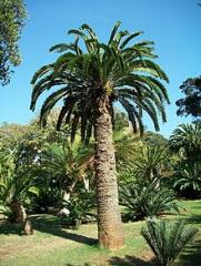 220px-Encephalartos_woodii_original_stem_Durban_Botanic_Gardens_04_09_2010.jpeg.jpg