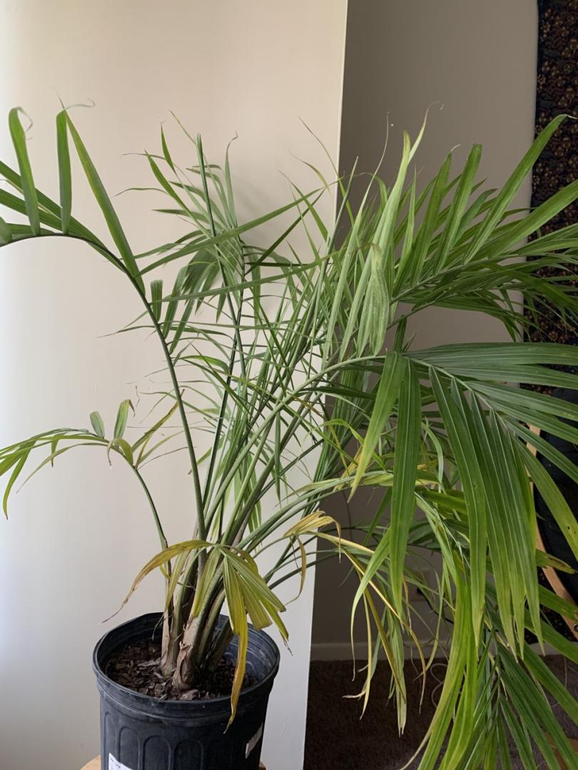 New majesty palm what am I doing wrong? PALMS IN POTS PalmTalk