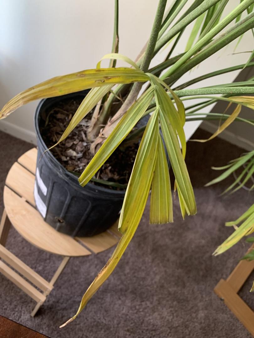 New majesty palm what am I doing wrong? PALMS IN POTS PalmTalk