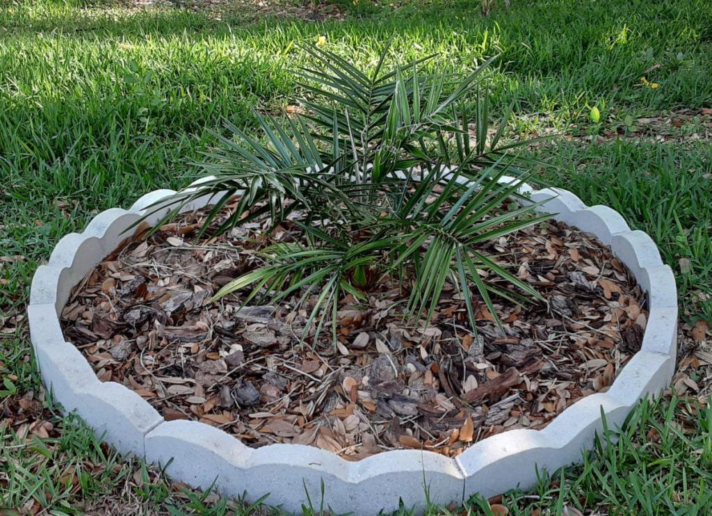 03_20210501_091024_PhoenixReclinata_1600.jpg
