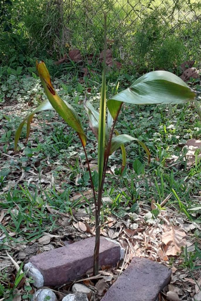 05_20210501_094550_Carpentaria_acuminata_01_1600.jpg