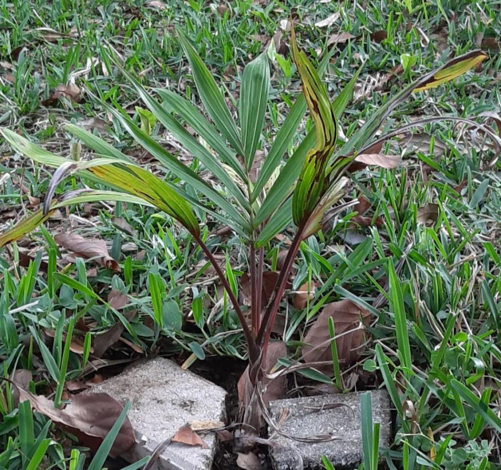 06_20210501_180647_Dypsis_cabadae_1300.jpg