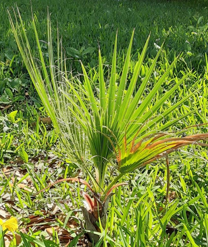 07_20210501_095127_Washingtonia_filifera_03_1530.jpg