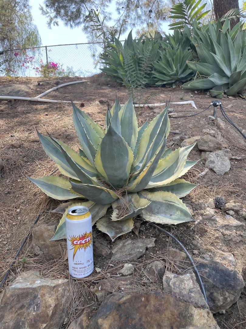 Agave ovatifolia variegated 'ORCA' 143 Learn about Agave