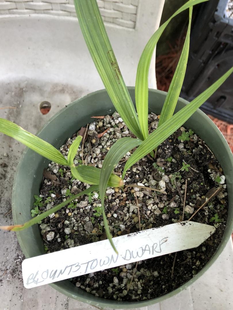 Sabal minor Blountstown Dwarf x3, Wakulla Dwarf x1