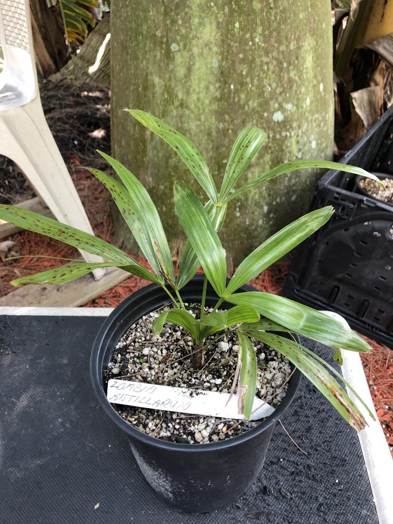 Zombia antillarum 1g 3-yr-old For Sale - One Only