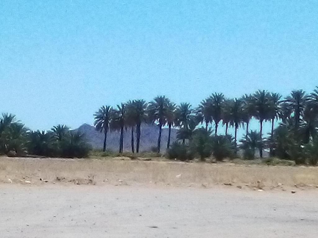 rsz_Dateland palms2.jpg