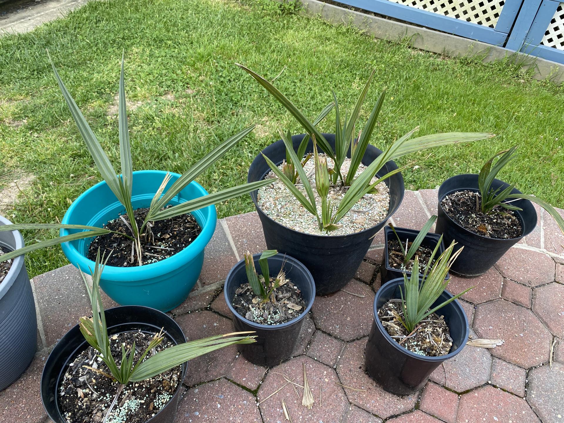 S. Palmetto vs. S. Minor seedling differentiation