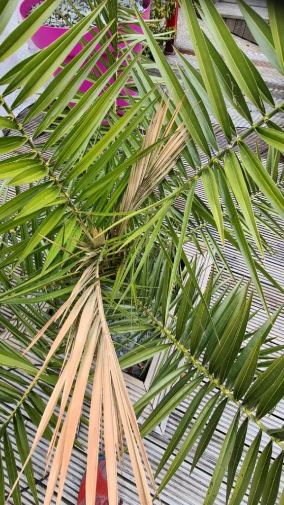 Palm tree help? DISCUSSING PALM TREES WORLDWIDE PalmTalk