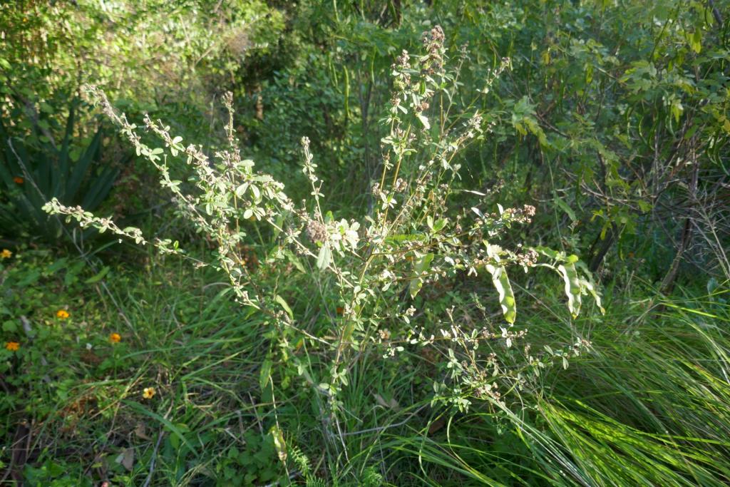 Sida rhombifolia.JPG