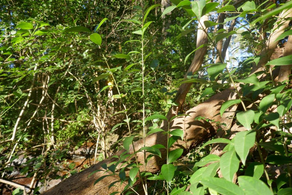 Ligustrum lucidum.JPG