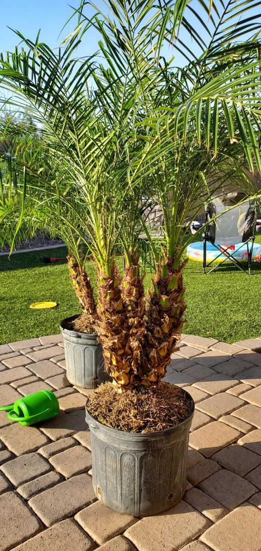 Pygmy date palm possible pests DISCUSSING PALM TREES WORLDWIDE PalmTalk