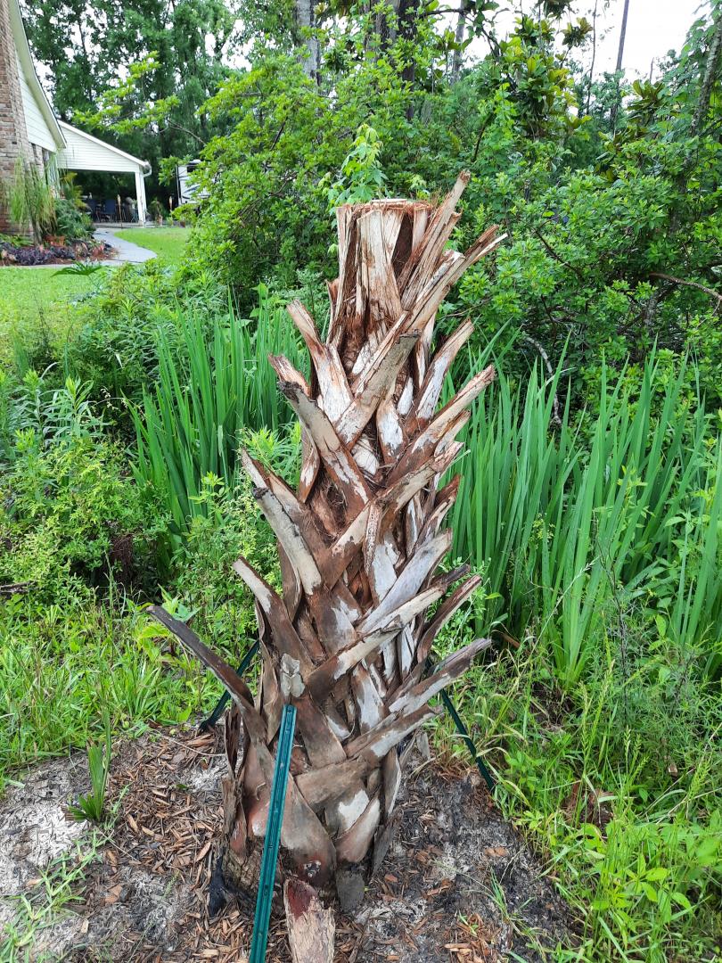 Hurricane survivor? Question mark