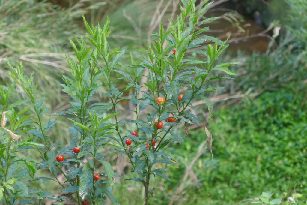 Solanum seaforthianum .JPG
