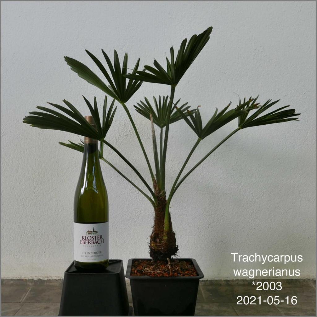 341954585_Twagnerbonsai2021-05-16P1050714.thumb.jpg.5ca95bf230601c232ad36dd341f75d97.jpg