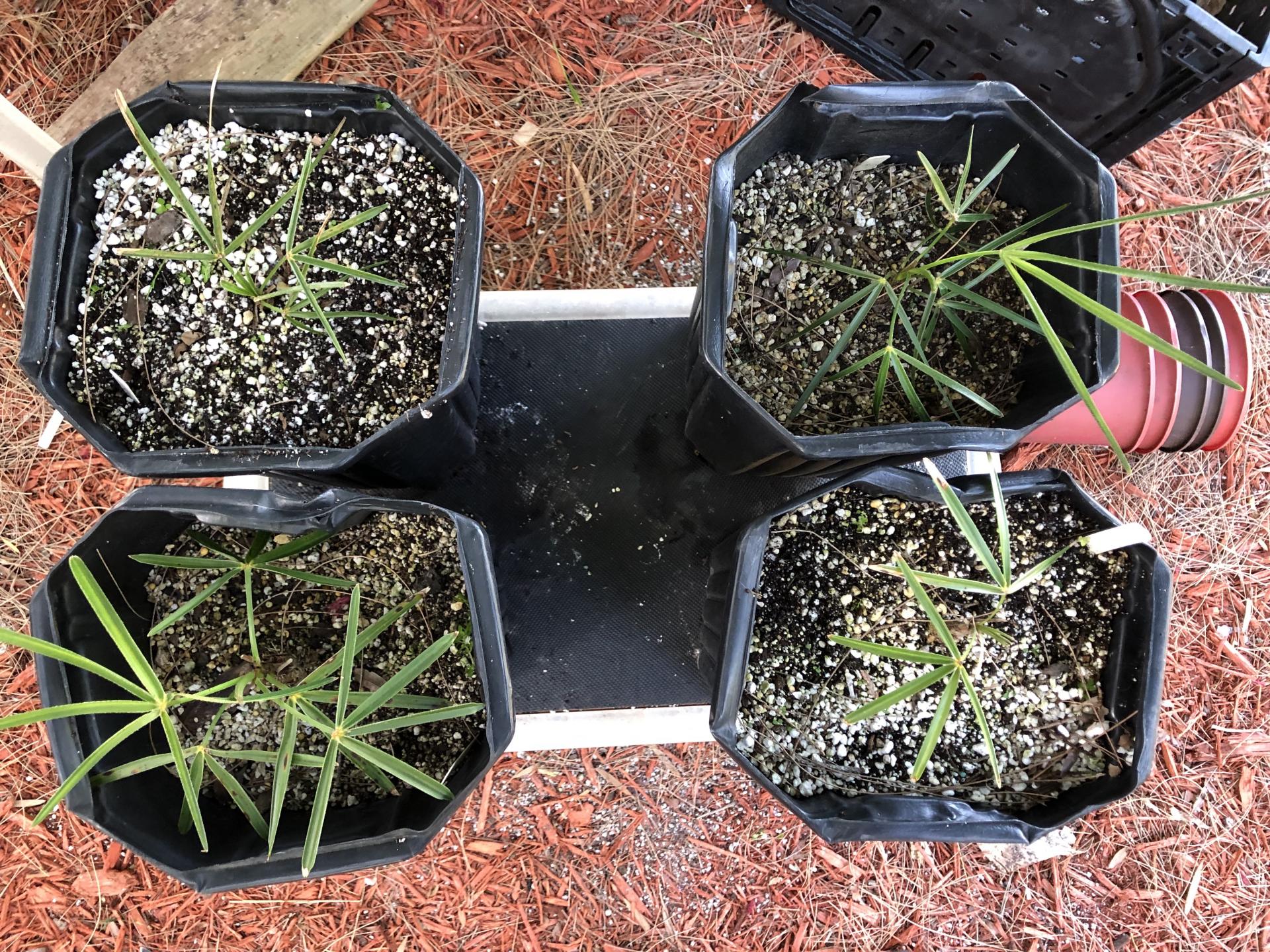 Coccothrinax clarensis Palmate Seedlings for Sale