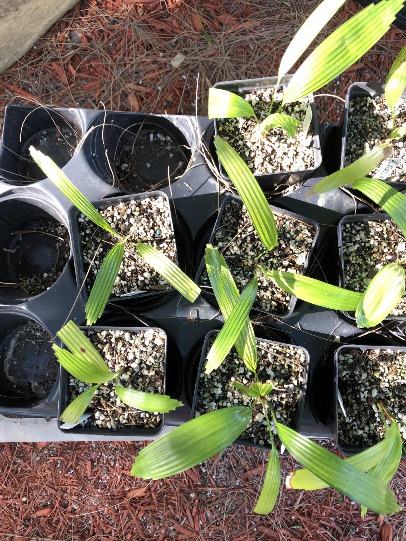 Licuala fordiana 8 Two- to Three Year Old Seedlings