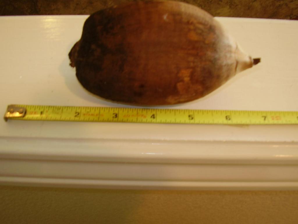 cohune palm fruit.jpg