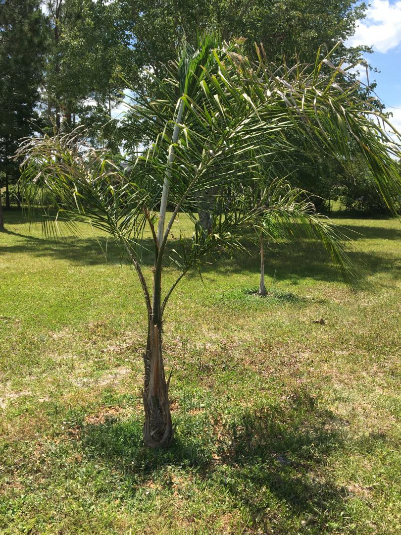 Growing Bismarck, Queen, Foxtail, Royal and more in Zone 8b N. FL