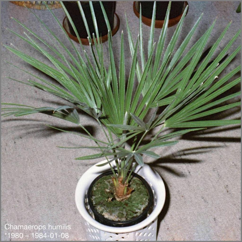 880311531_Chamaeropshumilis1984-01-08.thumb.jpg.c75a7153f23bdd19ac6c1d4a8b6829de.jpg