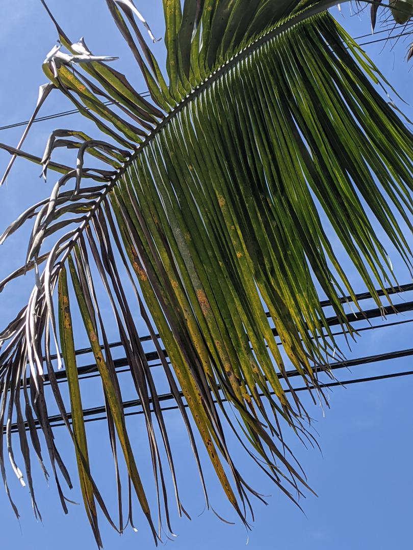 Are my coconut palms dying DISCUSSING PALM TREES WORLDWIDE PalmTalk