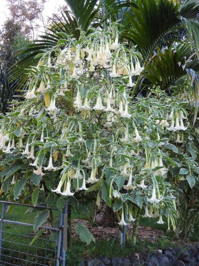 brugmansia.thumb.jpg.dc1e735066d47eaf98017c0855c99e86.jpg