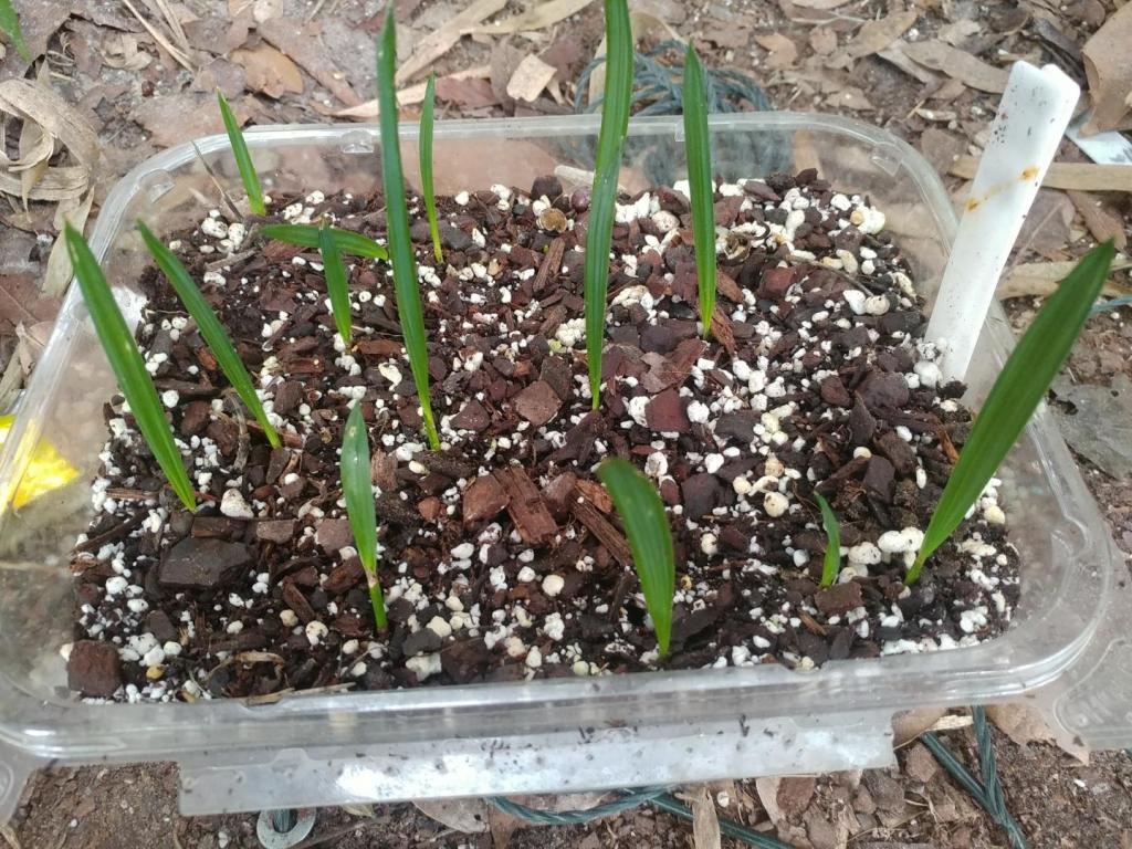 sabal-palmetto-shared-pot-seedlings.thumb.jpg.21d324876788d4ebc1b7203fcccc2a67.jpg