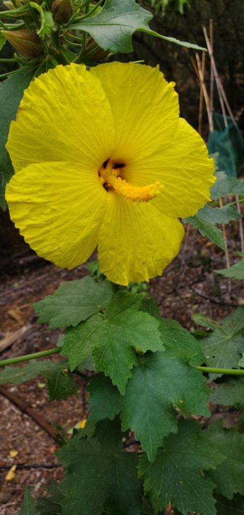 Hibiscus brackenridgei-Native 20210102_165308.jpg