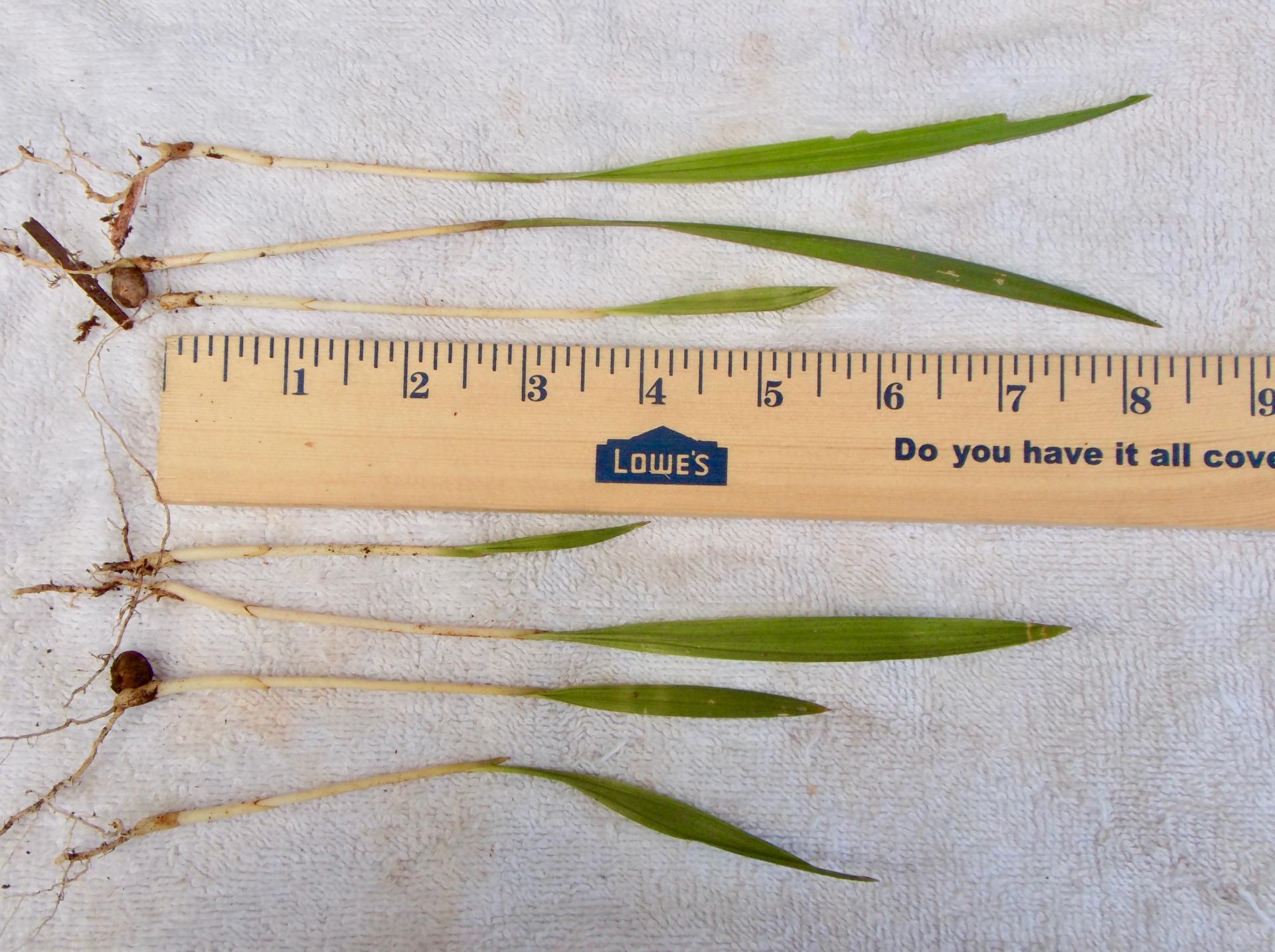 Roystonea regia - 50 seedlings of FL Native Royal Palm