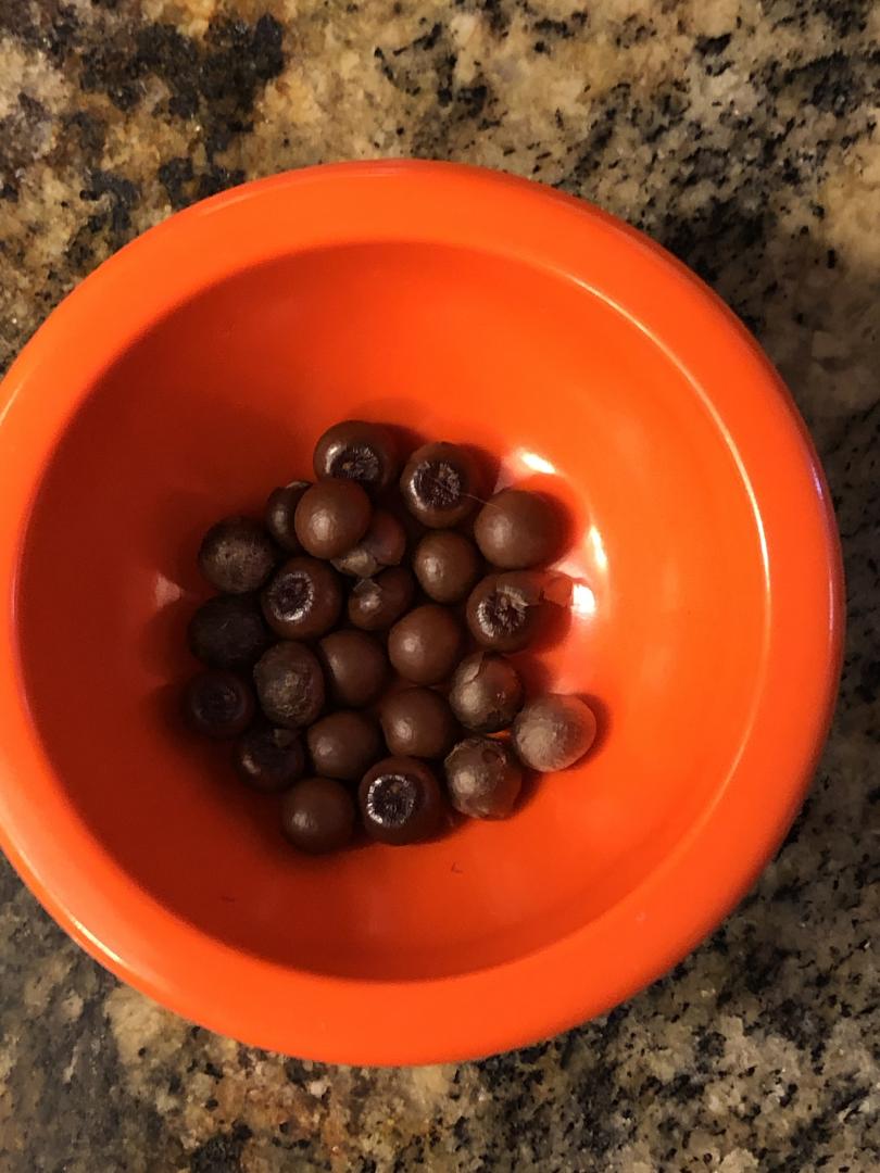 Sabal causiarium Seeds