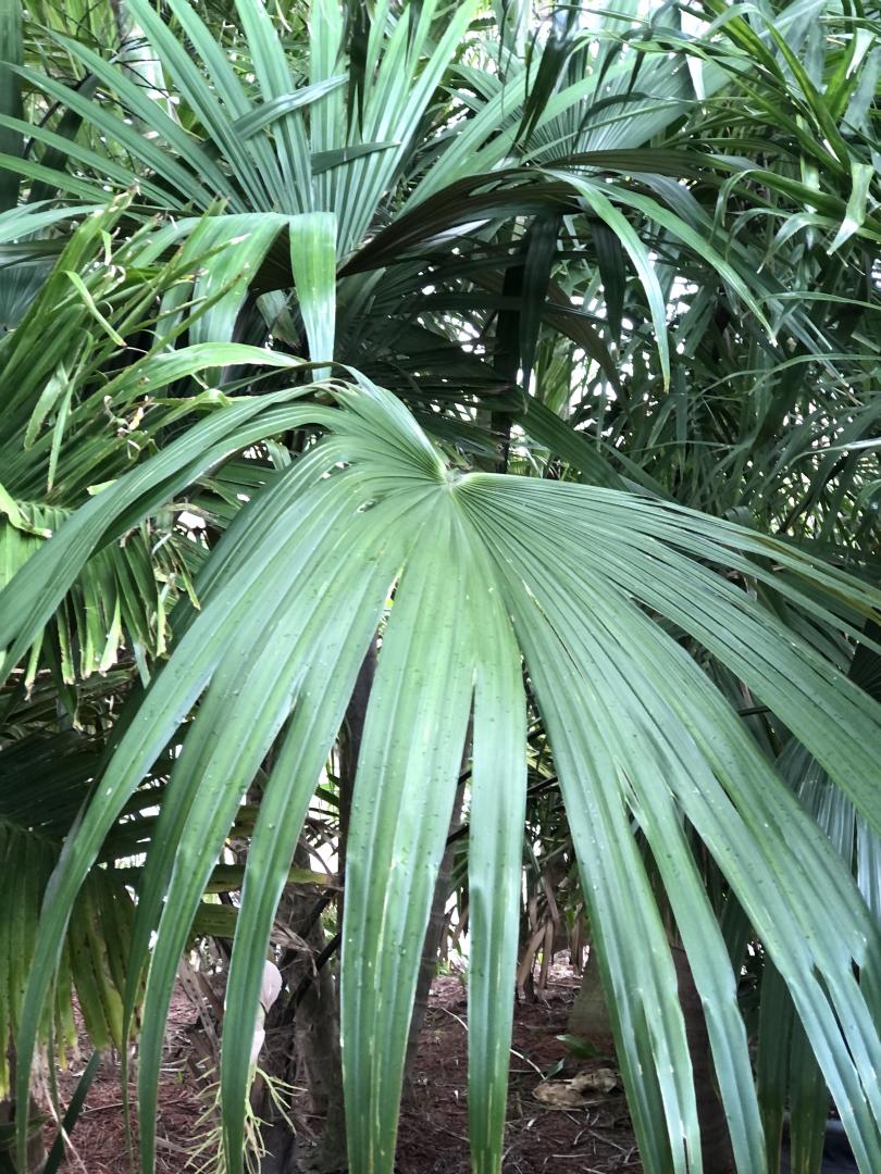 Two Unusual Flowering/Seeding Palms