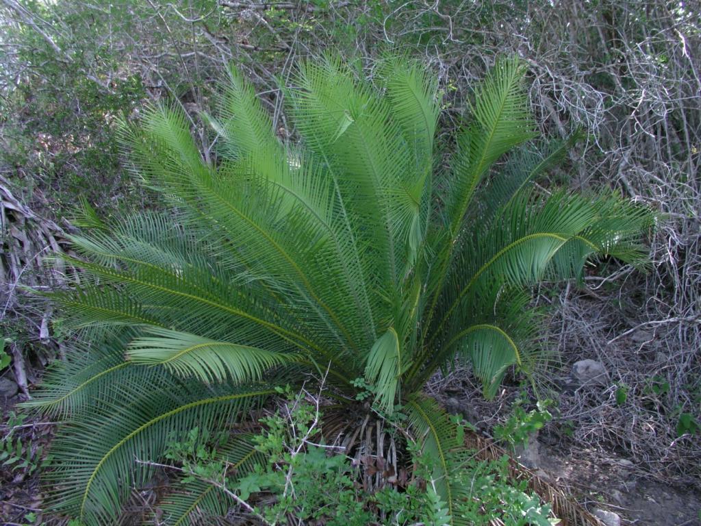 dioon edule soto3.JPG